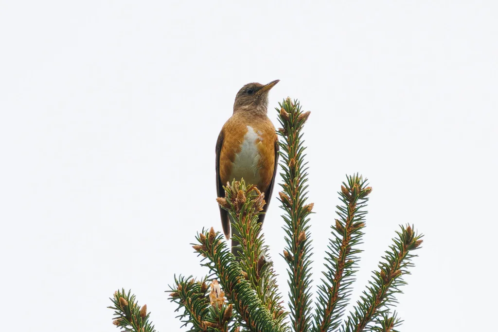 赤胸鸫(Turdus chrysolaus)