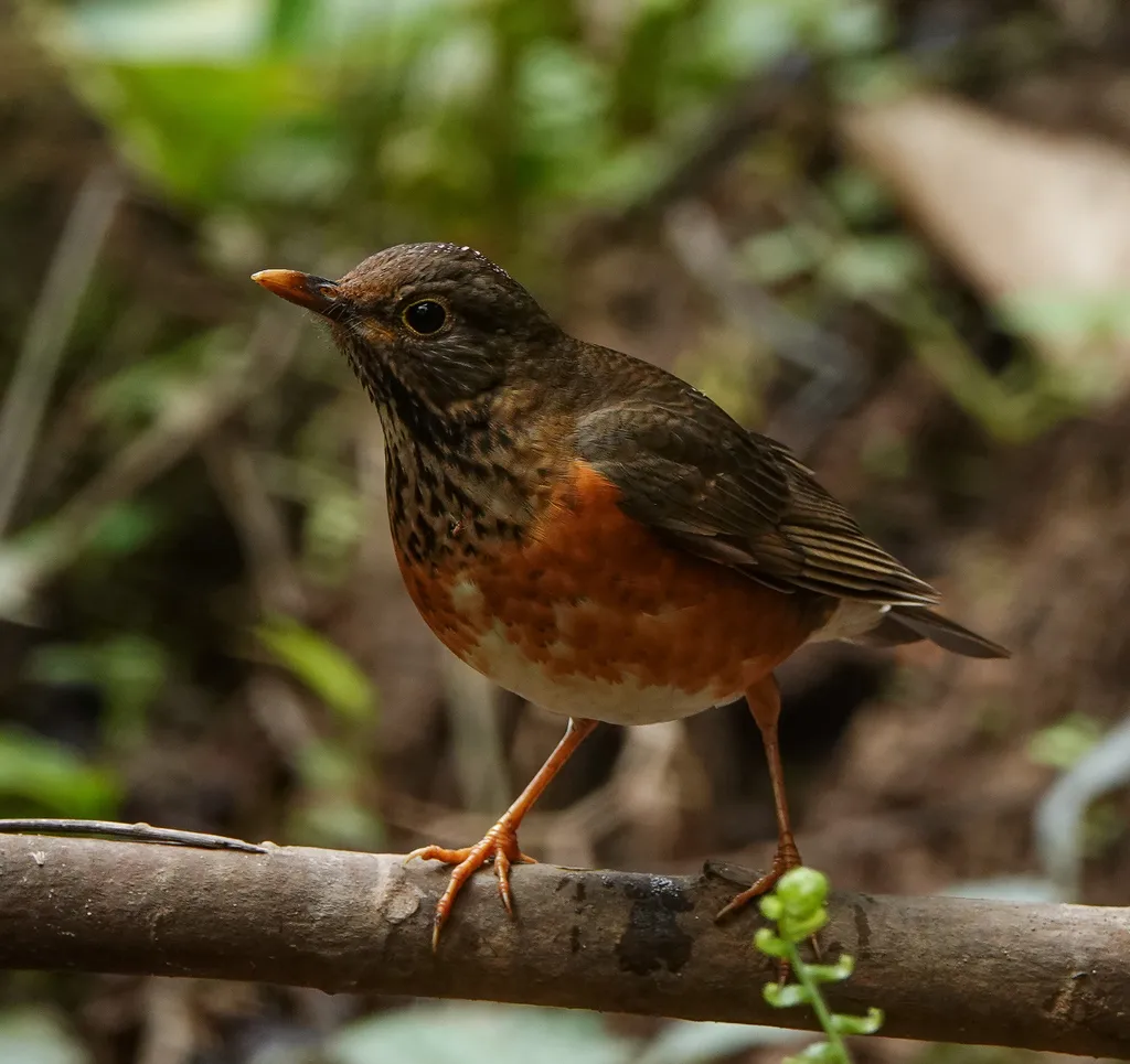 黑胸鸫(Turdus dissimilis)