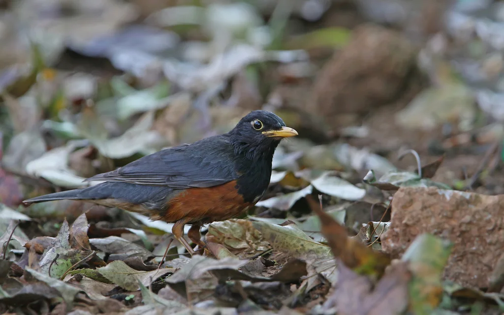 黑胸鸫(Turdus dissimilis)