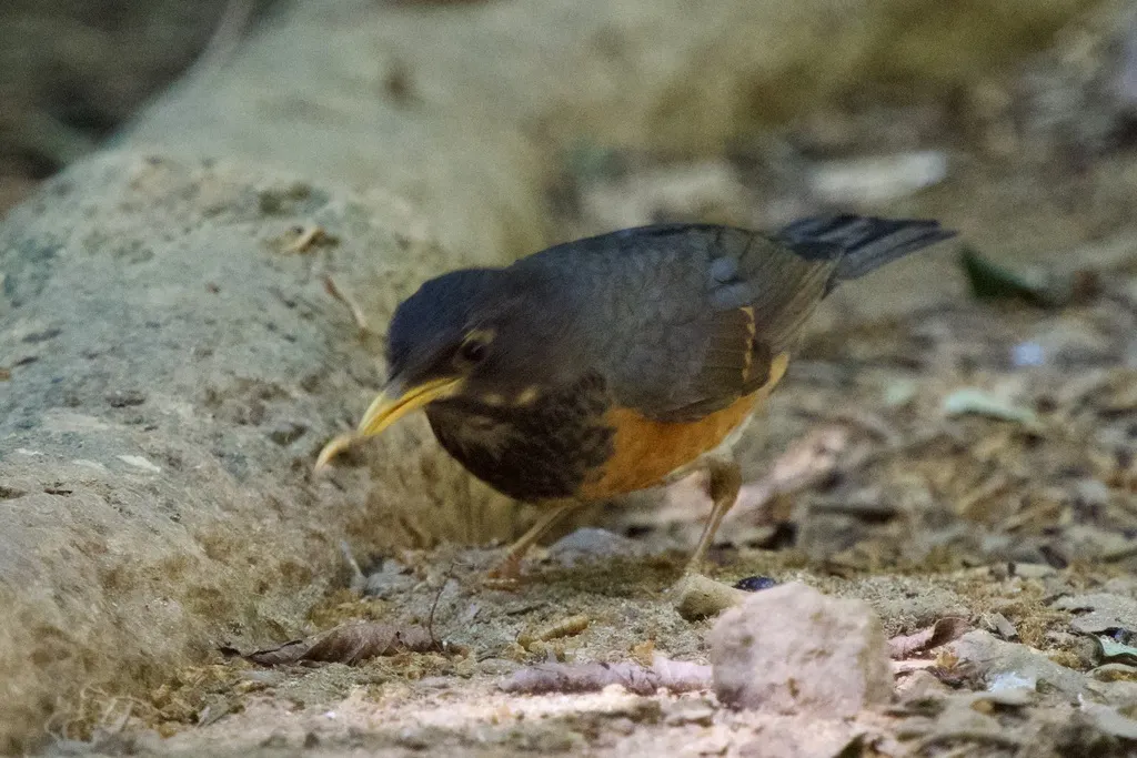 黑胸鸫(Turdus dissimilis)