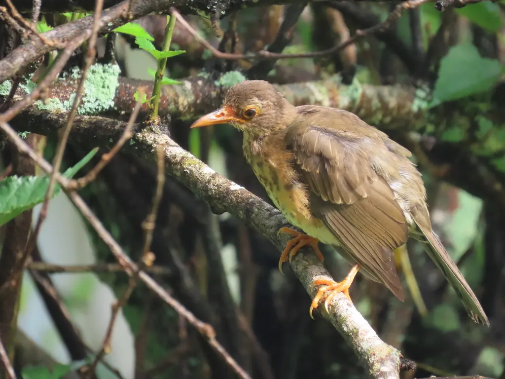 圣诞岛鸫(Turdus erythropleurus)