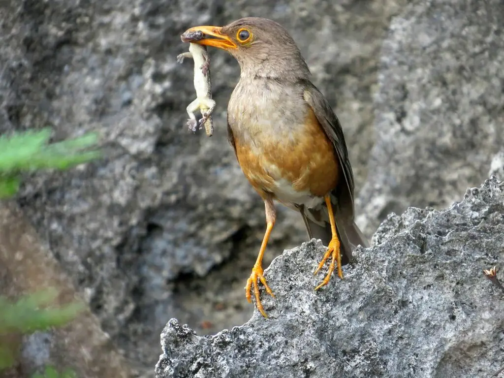 圣诞岛鸫(Turdus erythropleurus)