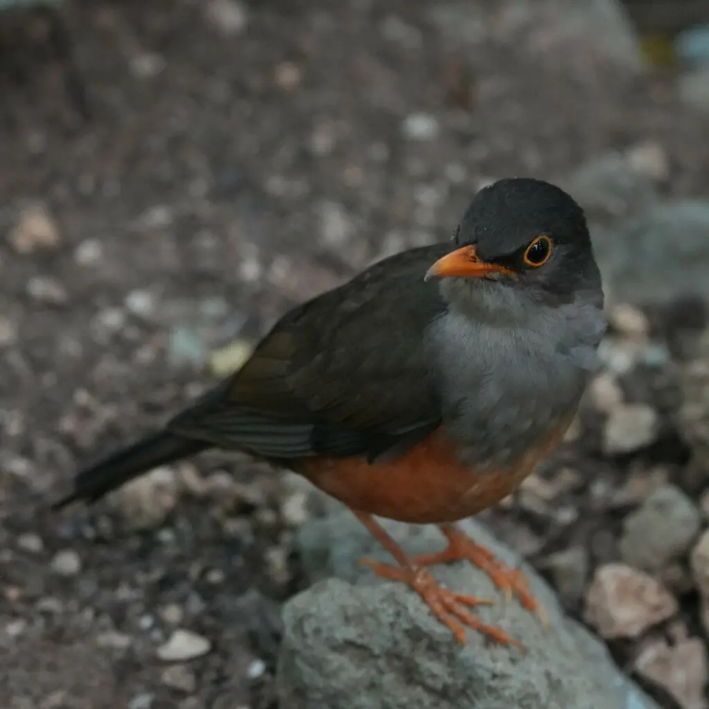 圣诞岛鸫(Turdus erythropleurus)