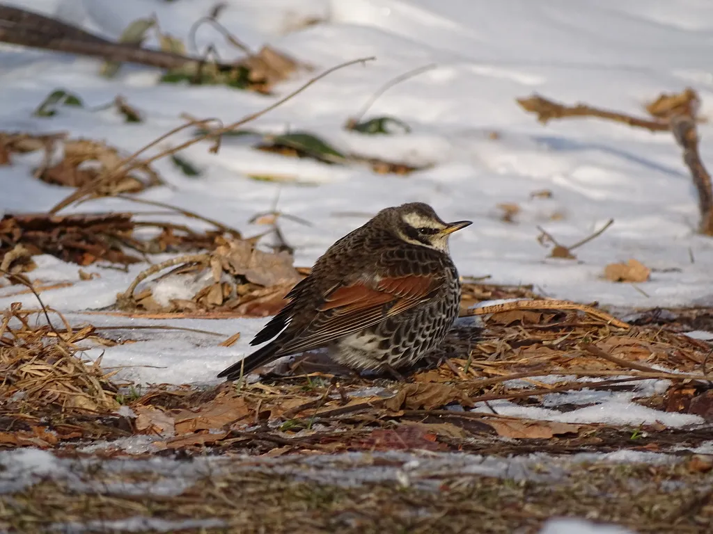 斑鸫(Turdus eunomus)