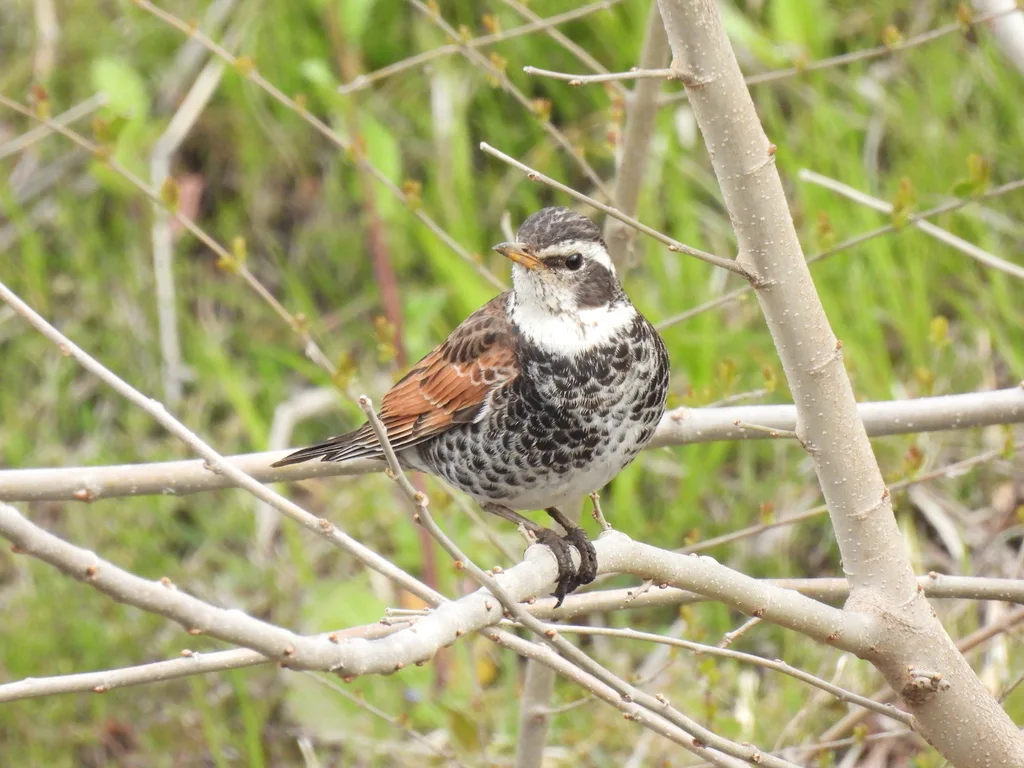 斑鸫(Turdus eunomus)
