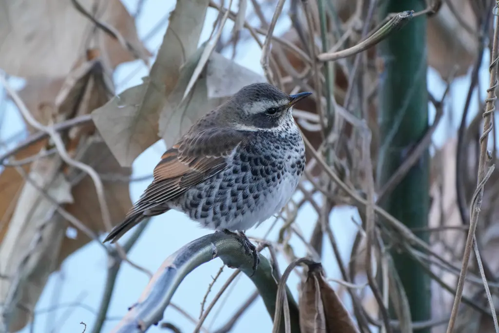 斑鸫(Turdus eunomus)