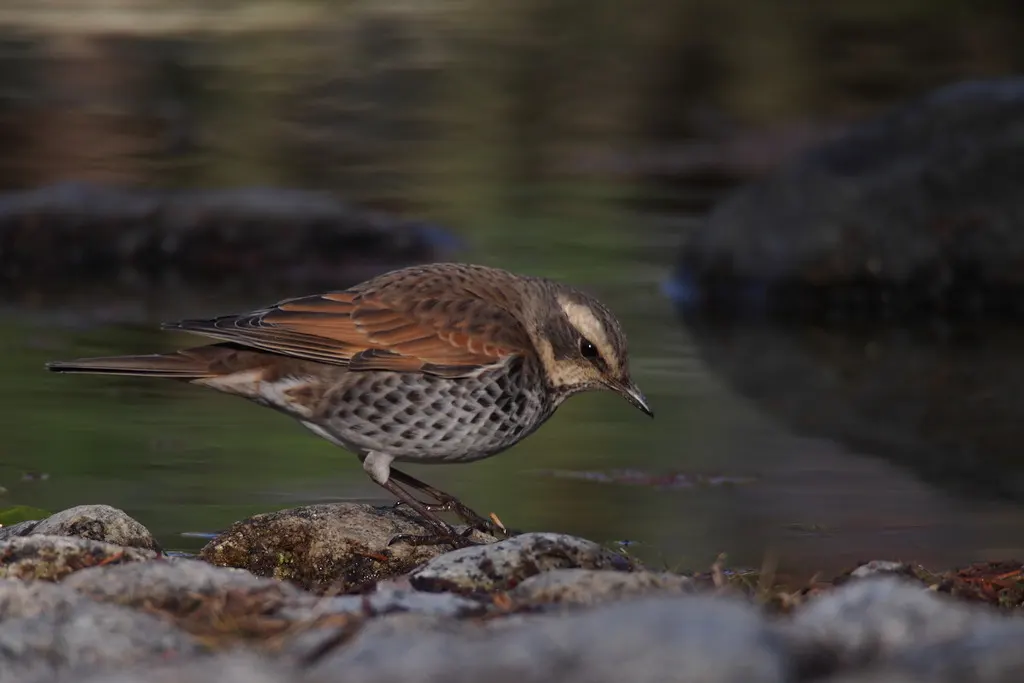 斑鸫(Turdus eunomus)