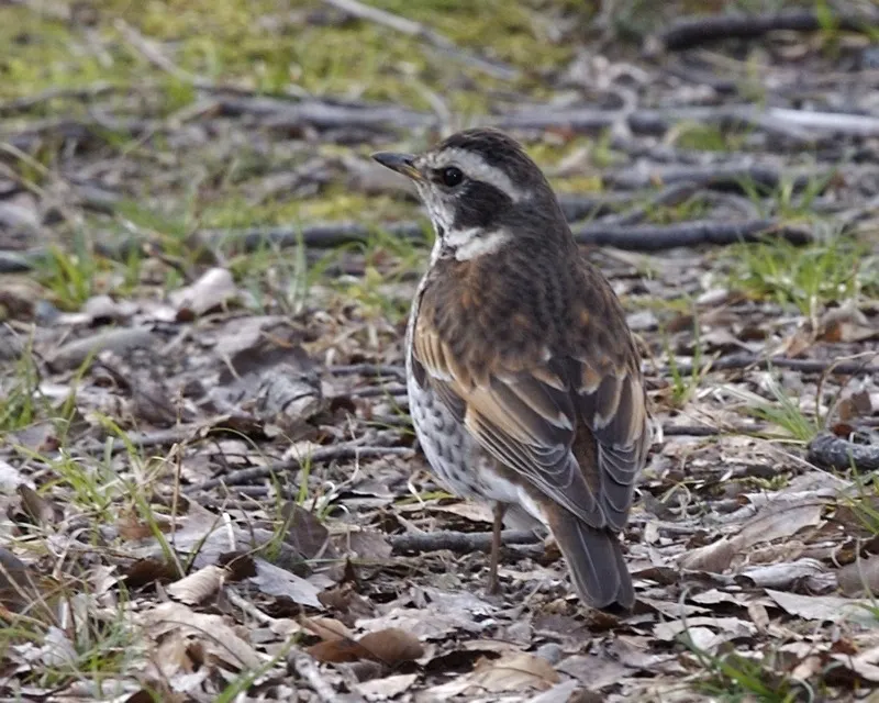 斑鸫(Turdus eunomus)