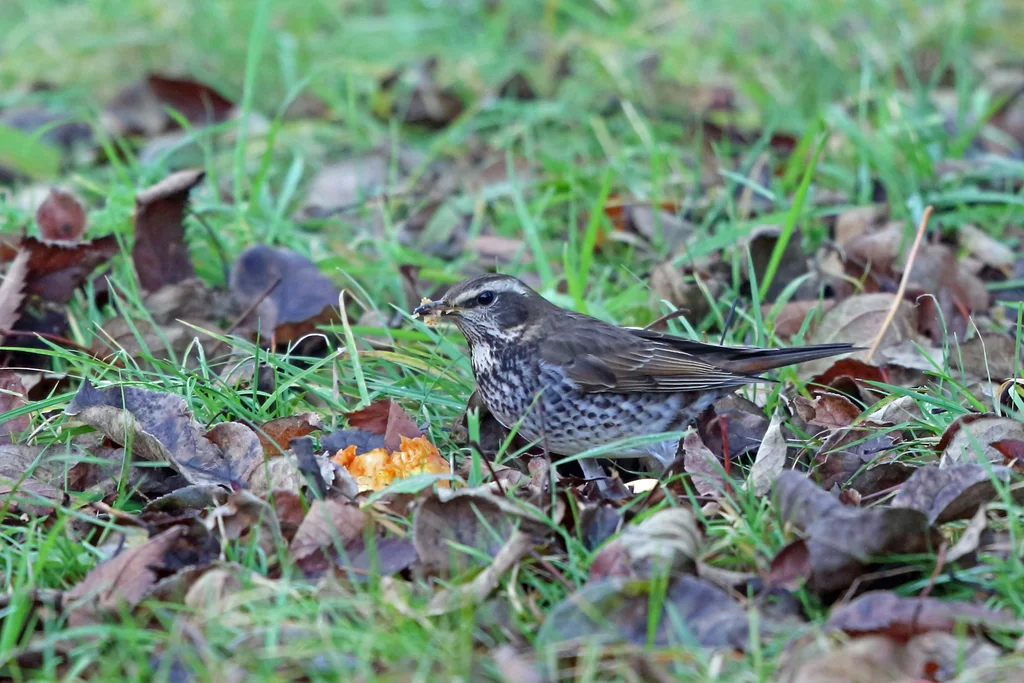 斑鸫(Turdus eunomus)