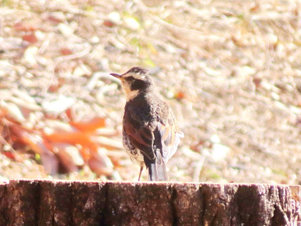 斑鸫(Turdus eunomus)