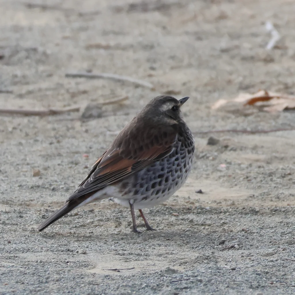 斑鸫(Turdus eunomus)