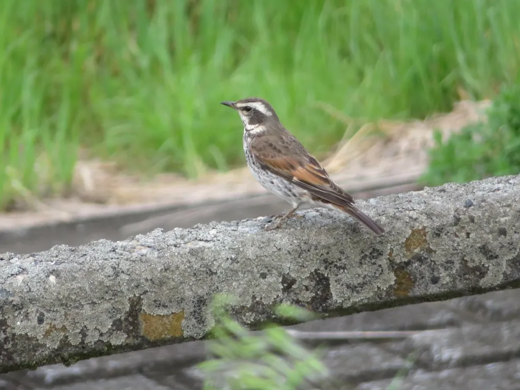 斑鸫(Turdus eunomus)