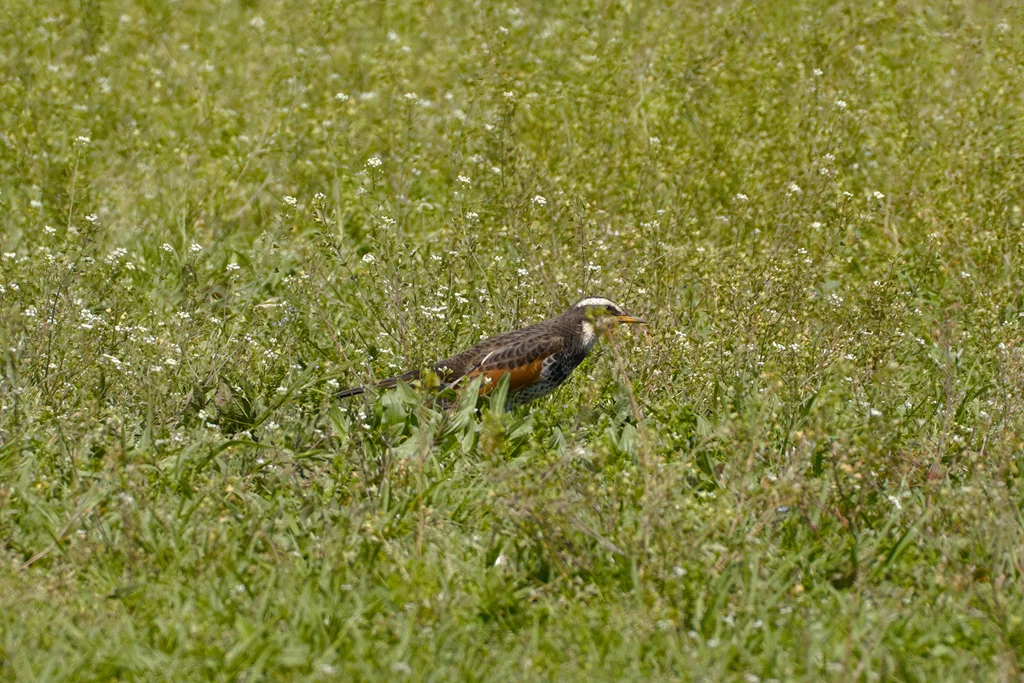 斑鸫(Turdus eunomus)