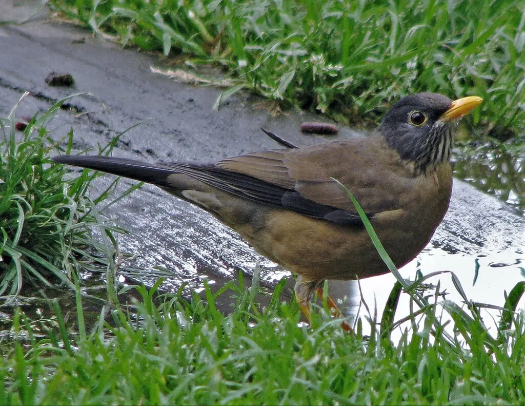 南美鸫(Turdus falcklandii)