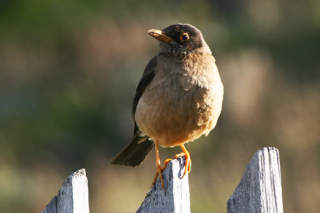 南美鸫(Turdus falcklandii)