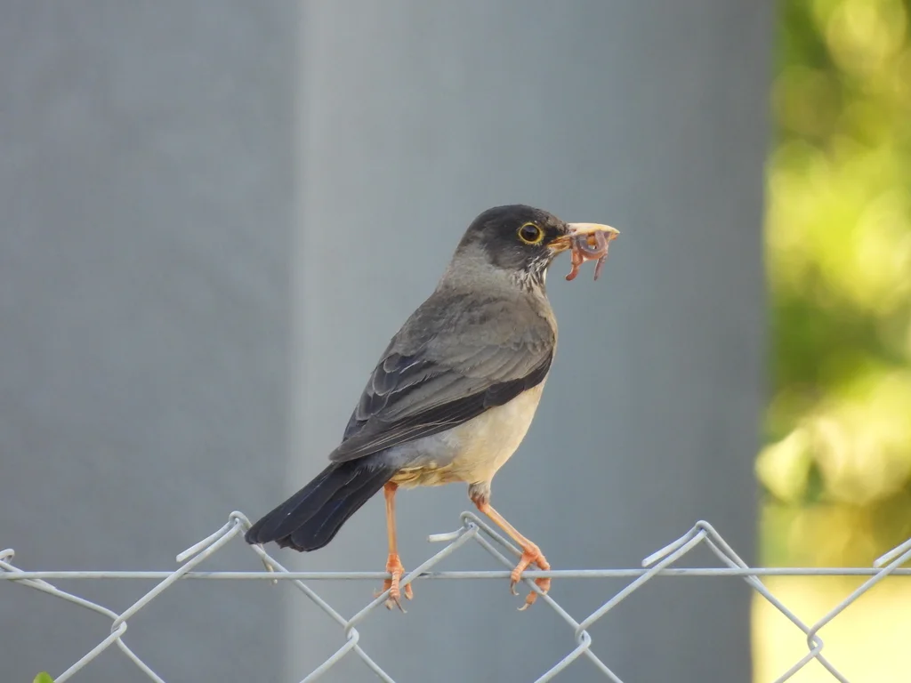 南美鸫(Turdus falcklandii)
