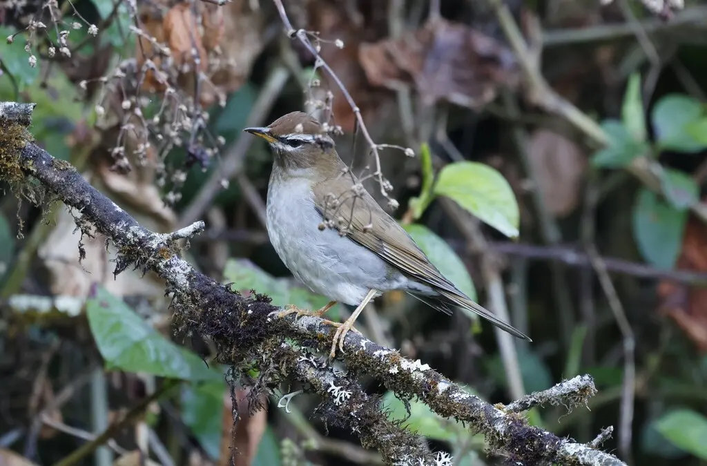 褐头鸫（Turdus feae）