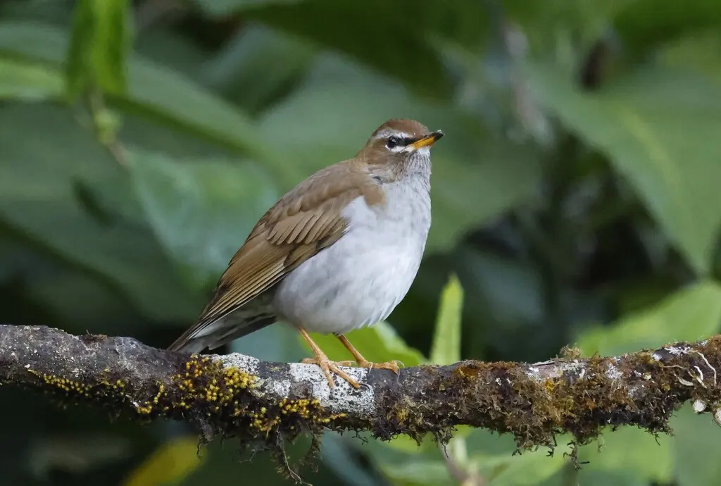 褐头鸫（Turdus feae）