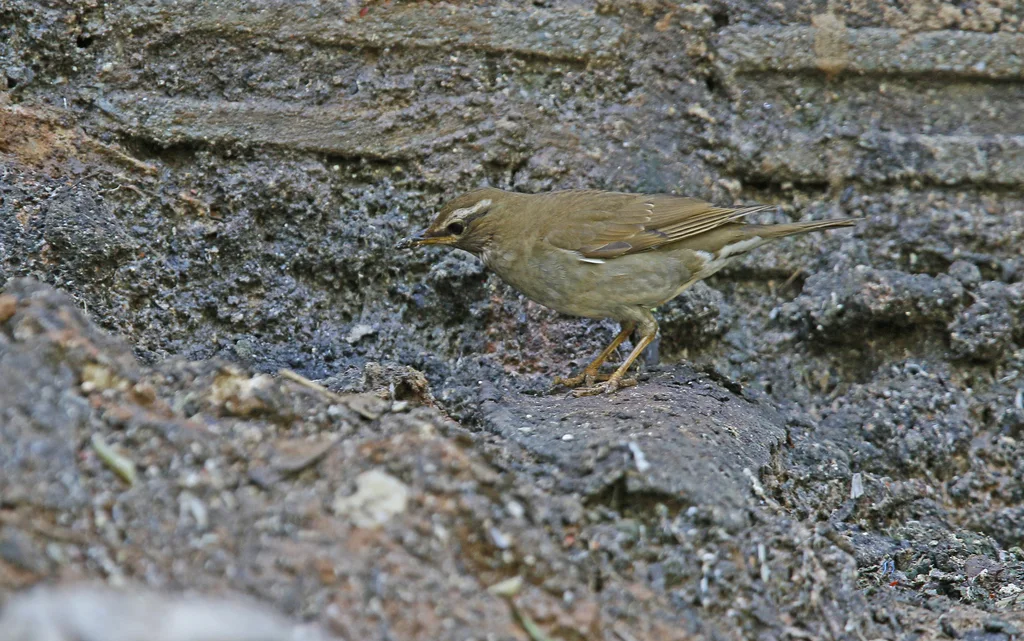 褐头鸫（Turdus feae）