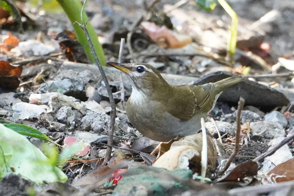 褐头鸫（Turdus feae）