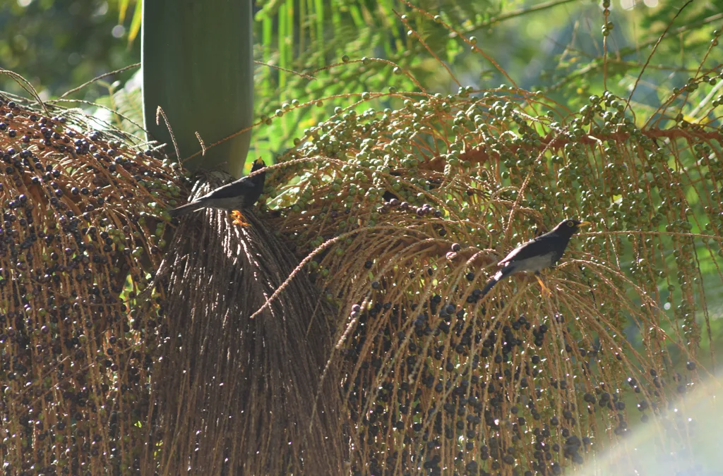 黄腿鸫(Turdus flavipes)