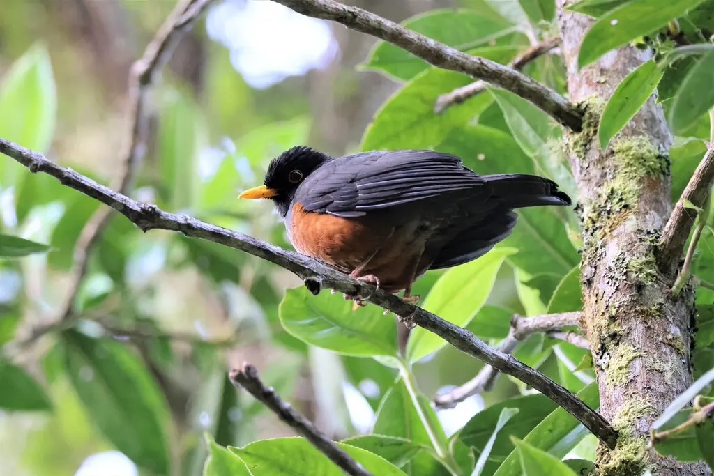 栗腹鸫(Turdus fulviventris)