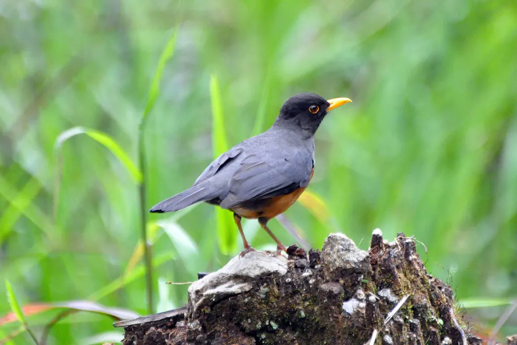 栗腹鸫(Turdus fulviventris)