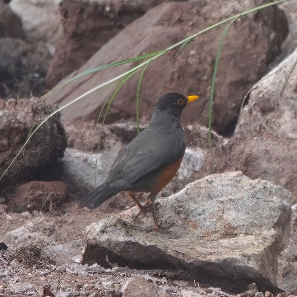 栗腹鸫(Turdus fulviventris)