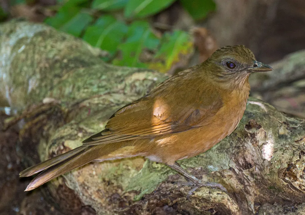 淡臀鸫(Turdus fumigatus)