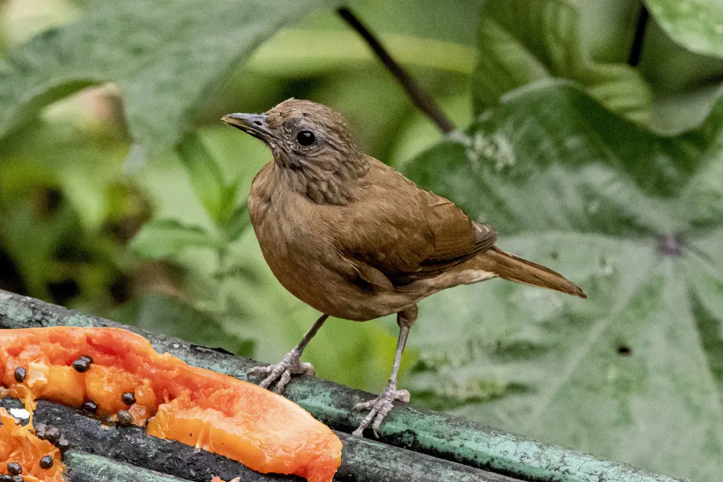 淡臀鸫(Turdus fumigatus)
