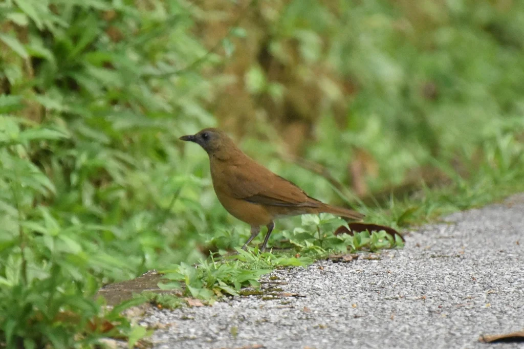淡臀鸫(Turdus fumigatus)