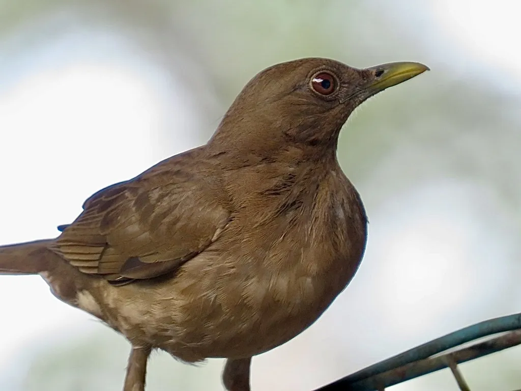 褐背鸫(Turdus grayi)