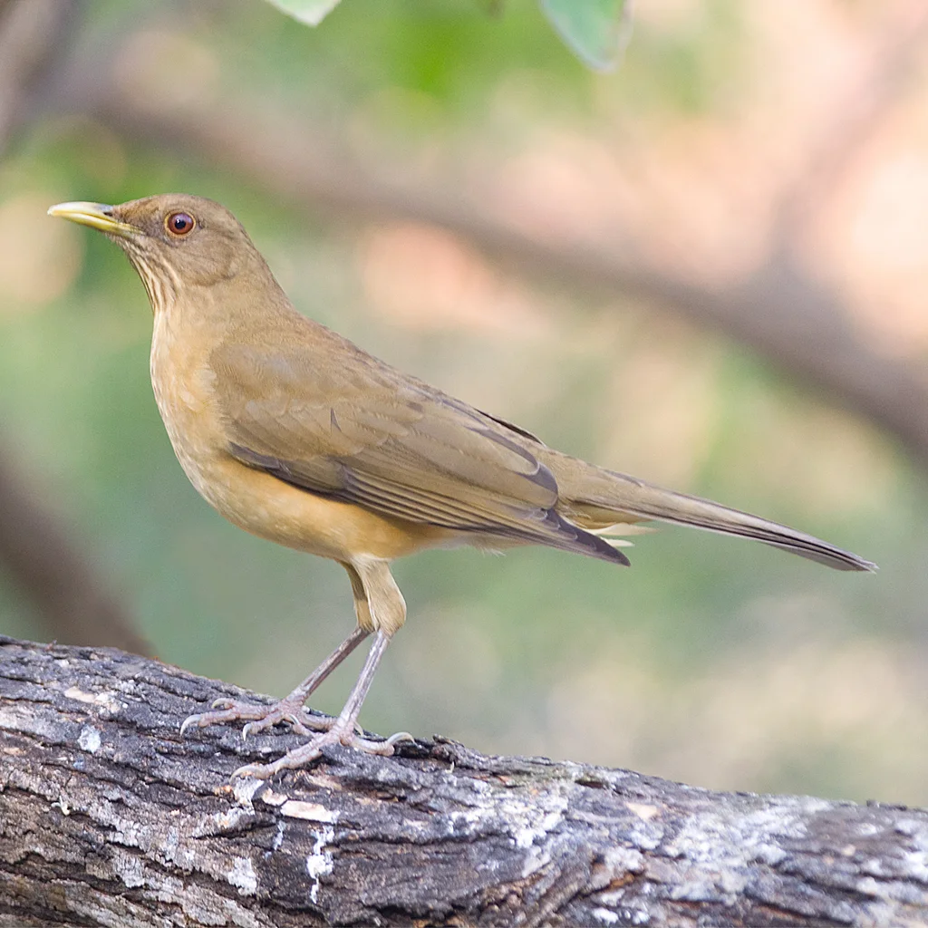 褐背鸫(Turdus grayi)