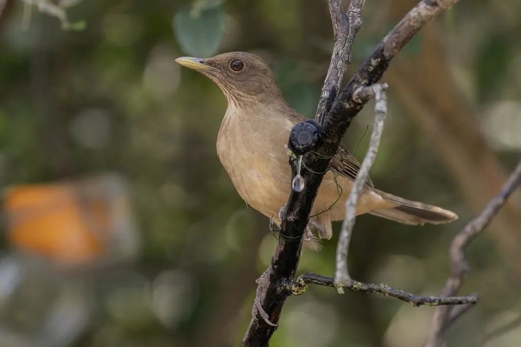 褐背鸫(Turdus grayi)