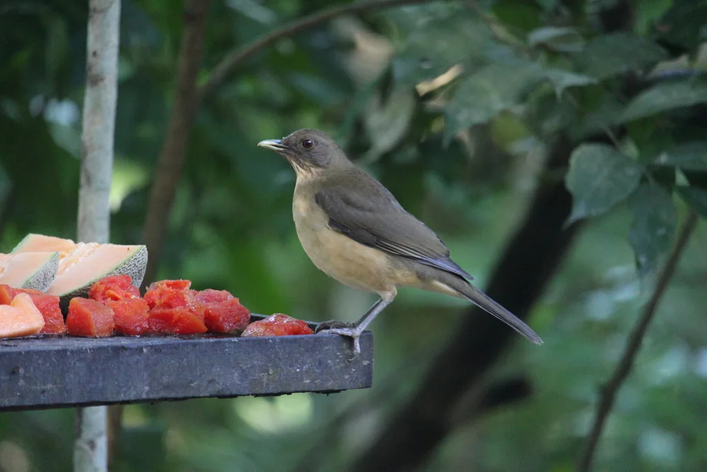 褐背鸫(Turdus grayi)