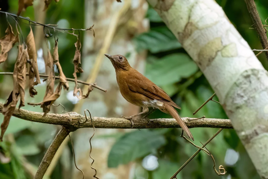 豪氏鸫(Turdus hauxwelli)