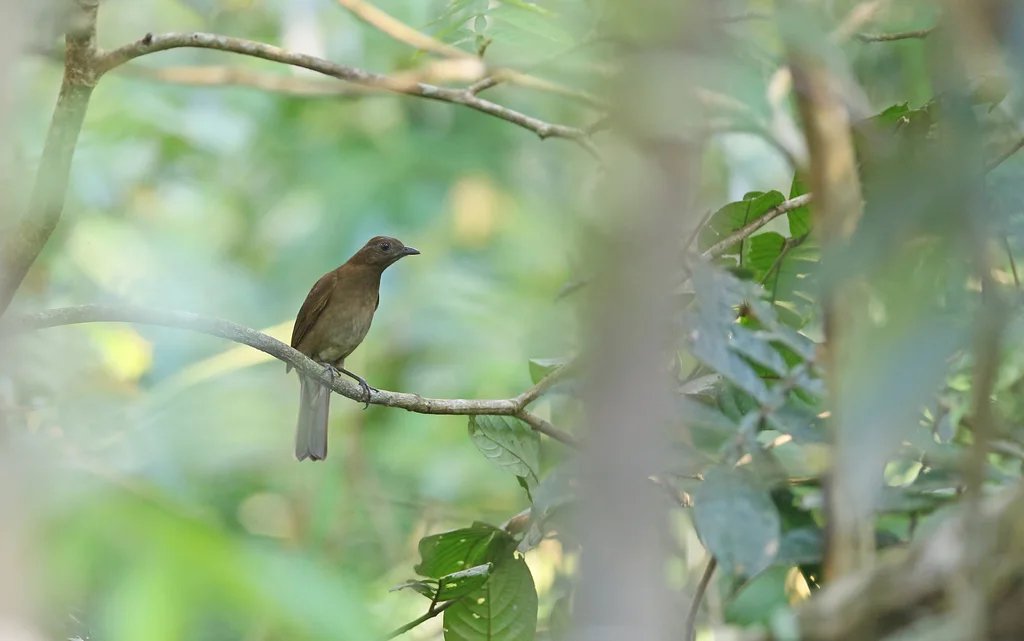 豪氏鸫(Turdus hauxwelli)