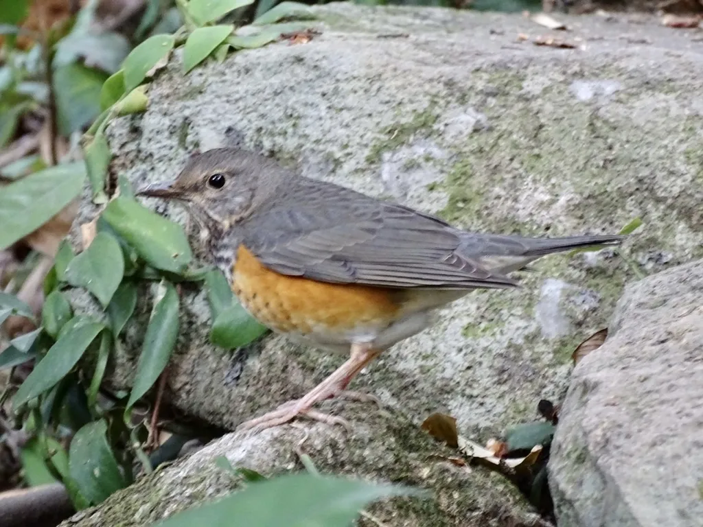 灰背鸫（Turdus hortulorum）
