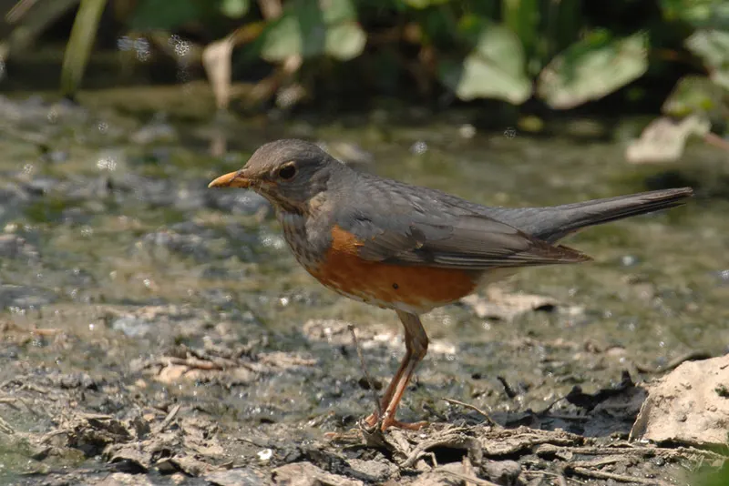 灰背鸫（Turdus hortulorum）
