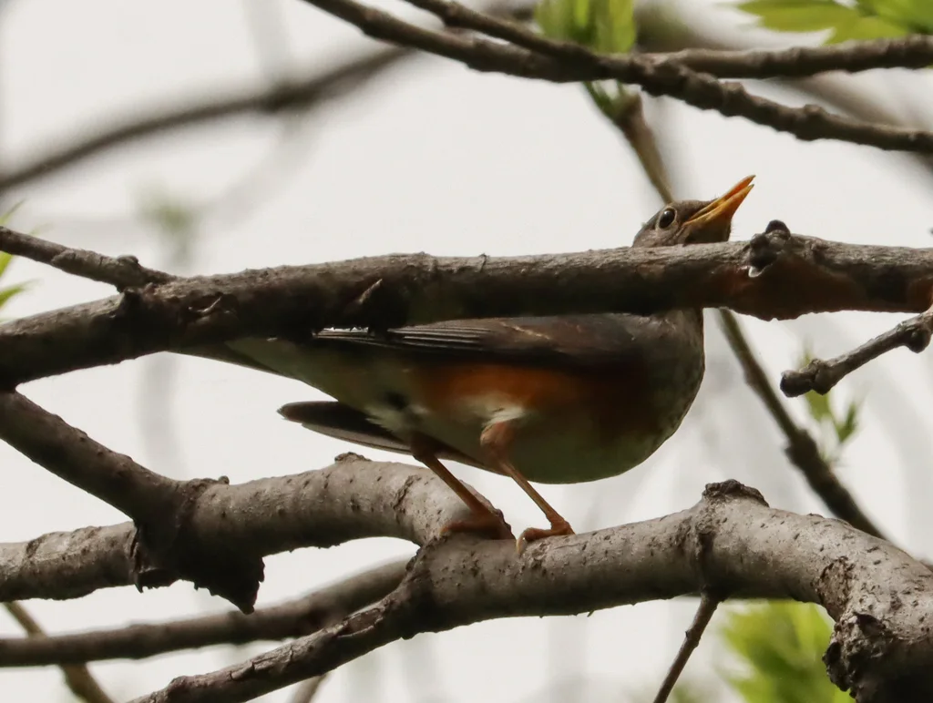 灰背鸫（Turdus hortulorum）