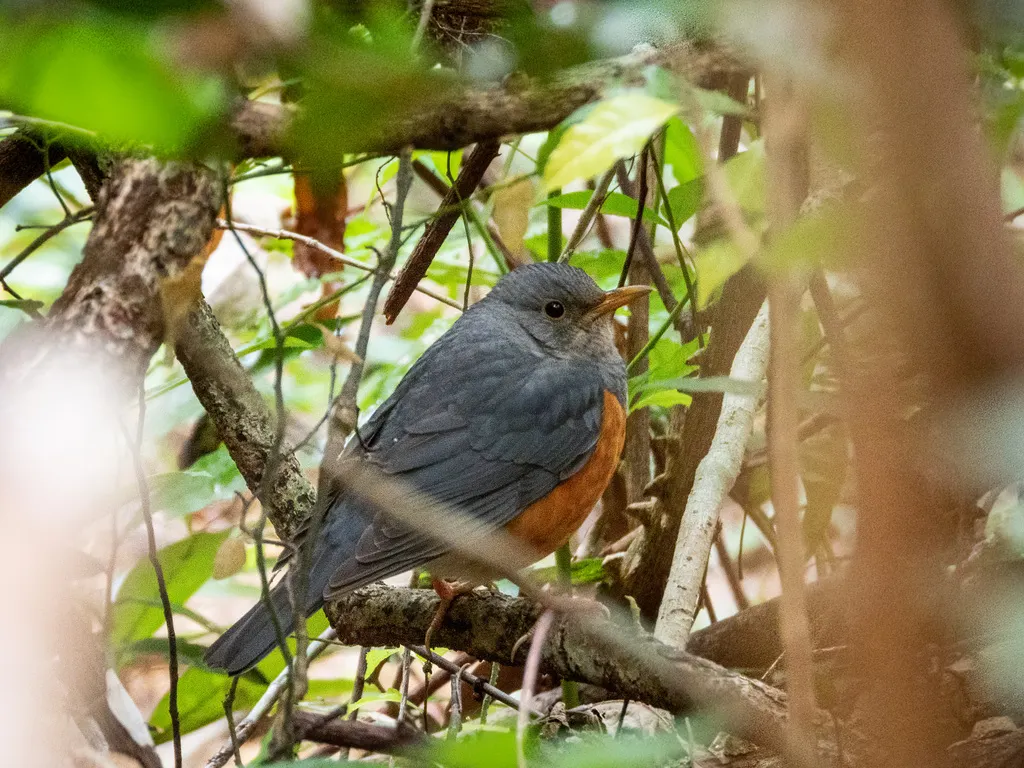 灰背鸫（Turdus hortulorum）