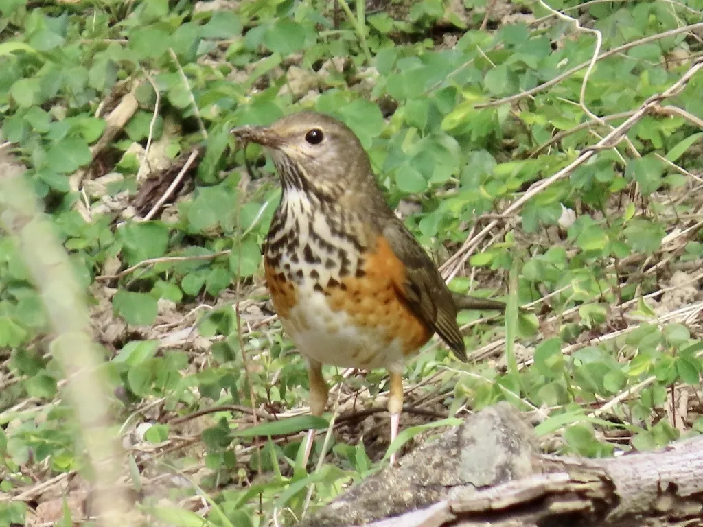灰背鸫（Turdus hortulorum）
