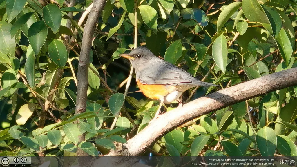 灰背鸫（Turdus hortulorum）