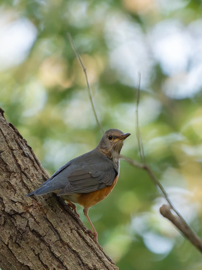 灰背鸫（Turdus hortulorum）