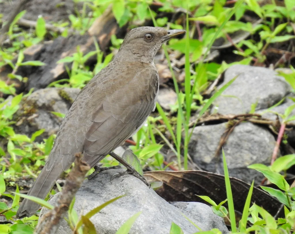 黑嘴鸫(Turdus ignobilis)