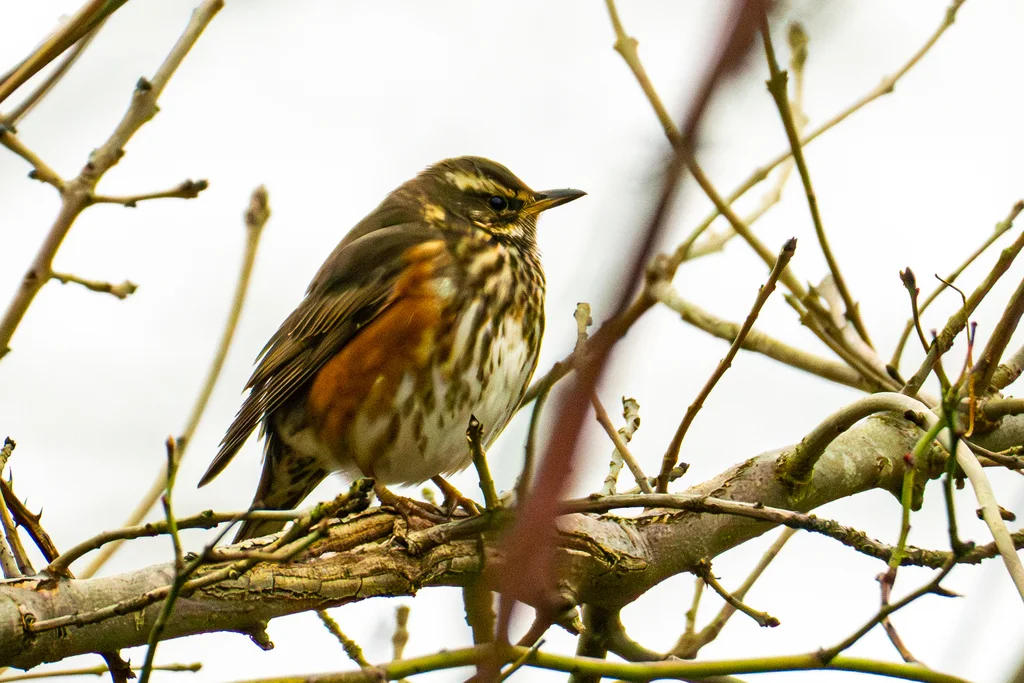白眉歌鸫（Turdus iliacus）