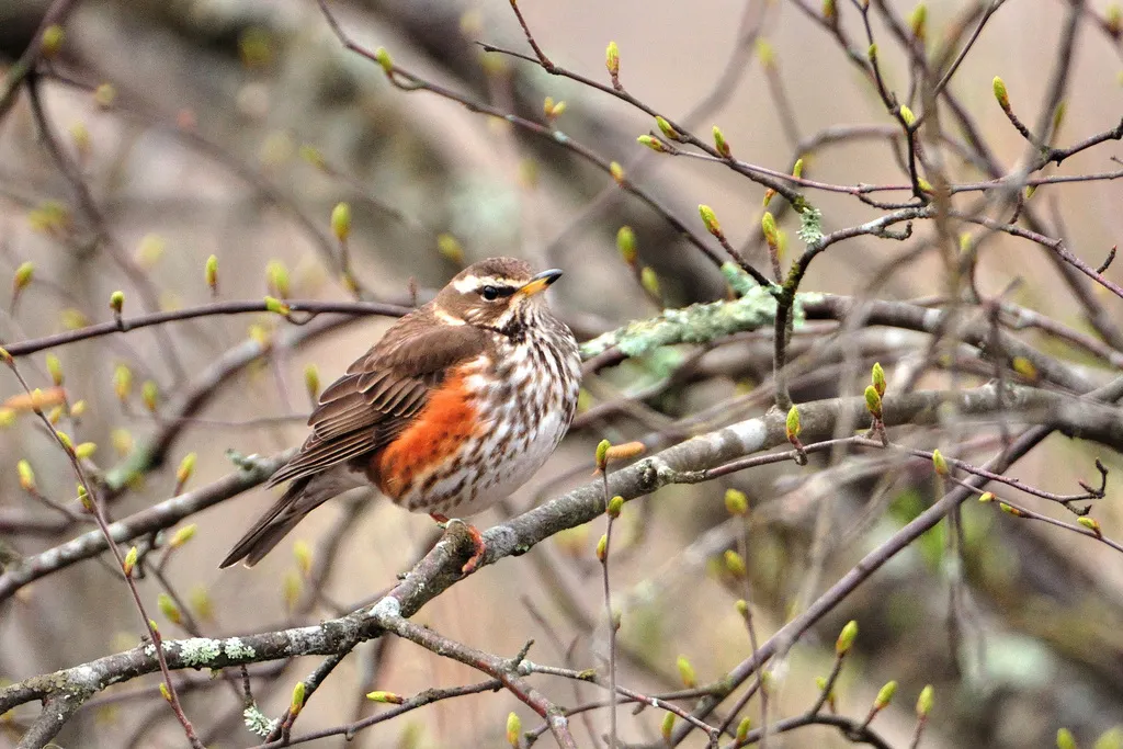 白眉歌鸫（Turdus iliacus）