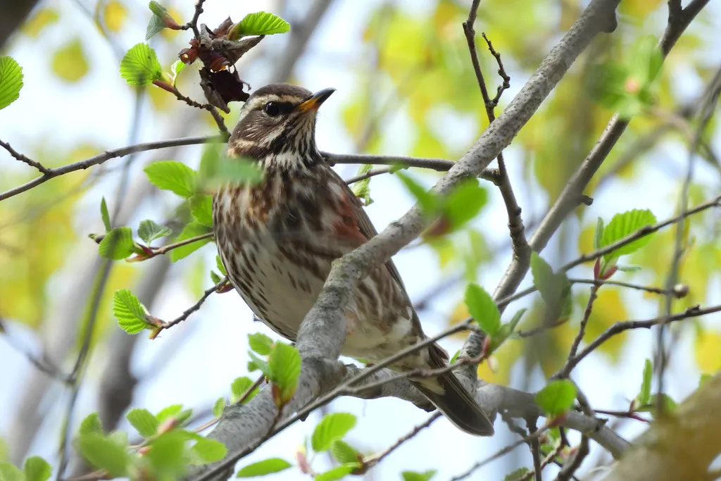 白眉歌鸫（Turdus iliacus）