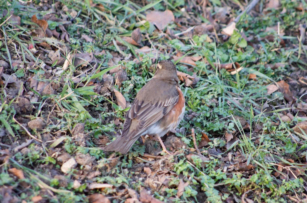白眉歌鸫（Turdus iliacus）