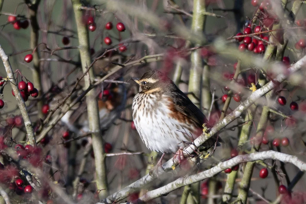 白眉歌鸫（Turdus iliacus）
